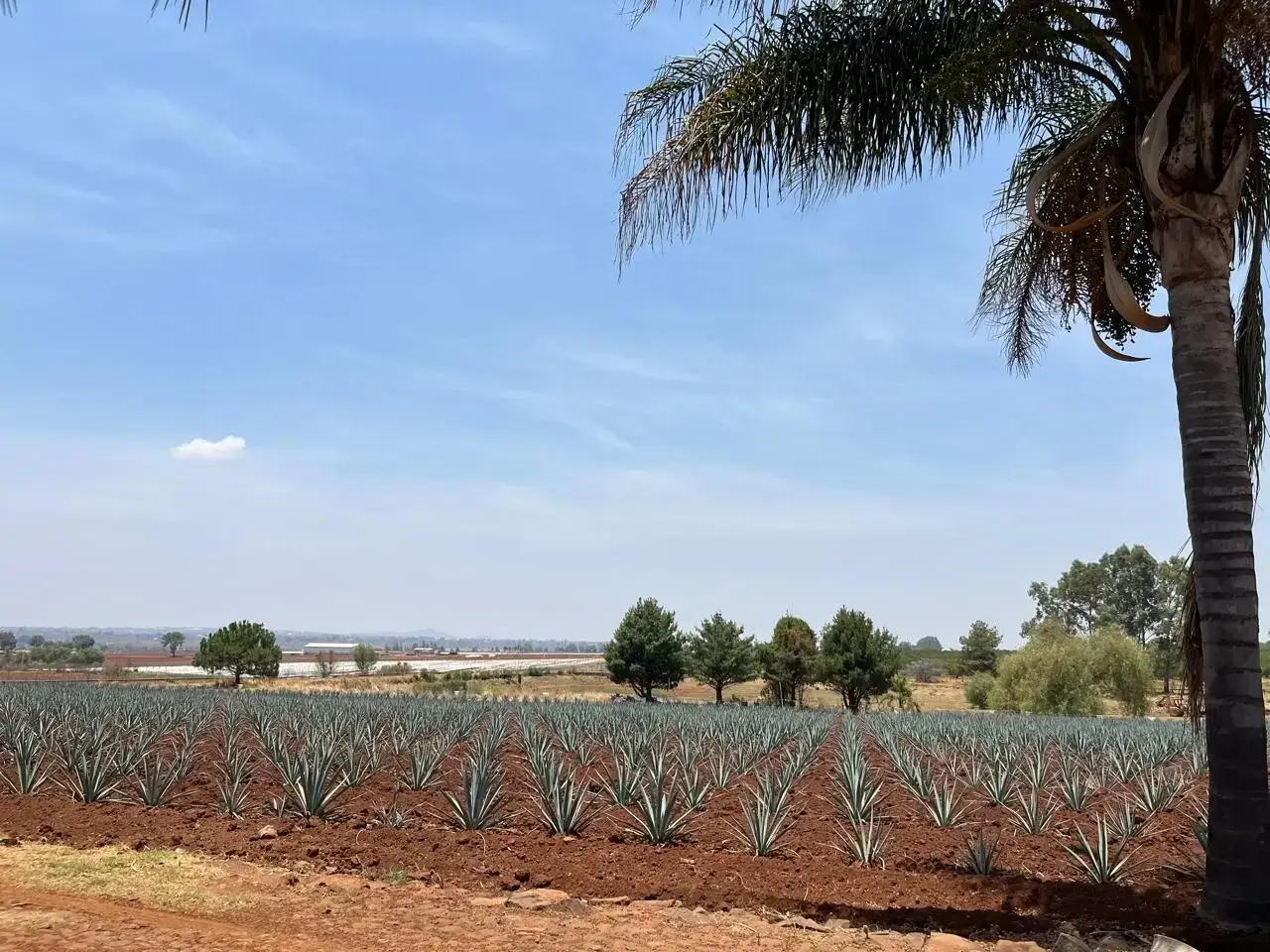 TEQUILA